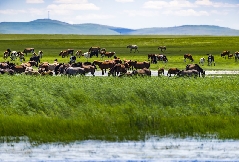 内蒙古草原之旅，自信踏足辽阔天地