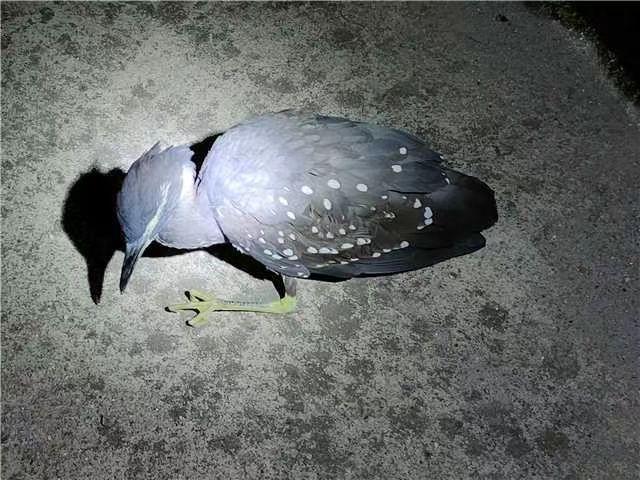 海南，探索生态保护与经济发展和谐共生之路